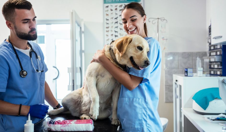 What Does A Veterinary Assistant Do Eastern College